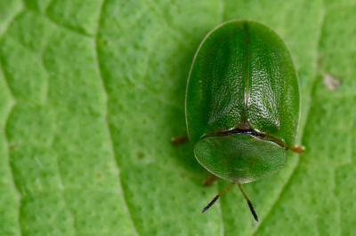 <i>Cassida viridis</i>