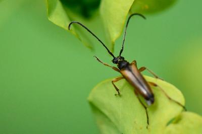 <i>Alosterna tabacicolor</i>