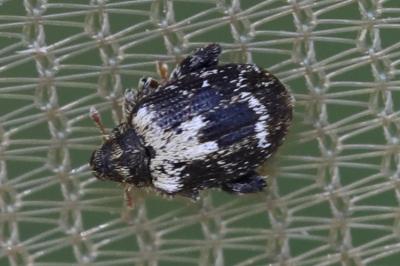 <i>Orchestes hortorum</i>