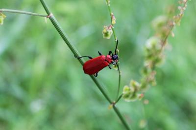 <i>Pyrochroa coccinea</i>