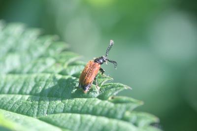 <i>Drilus flavescens</i>