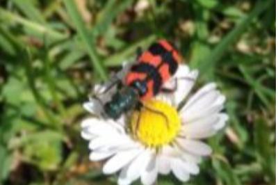 <i>Trichodes alvearius</i>