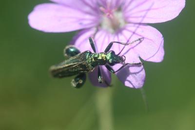 <i>Oedemera nobilis</i>