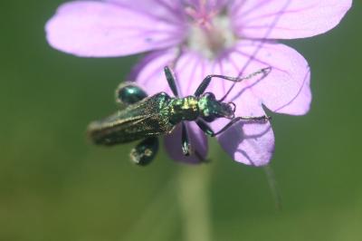 <i>Oedemera nobilis</i>