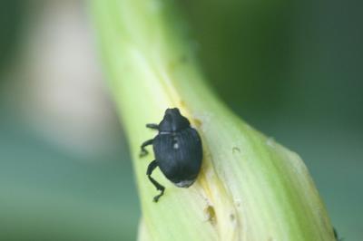 <i>Mononychus punctumalbum</i>