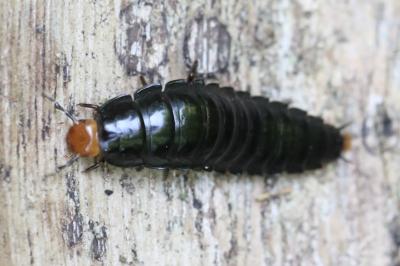 Dendroxena quadrimaculata