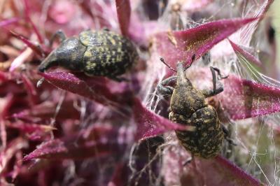 <i>Larinus turbinatus</i>
