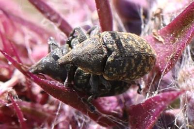 <i>Larinus turbinatus</i>