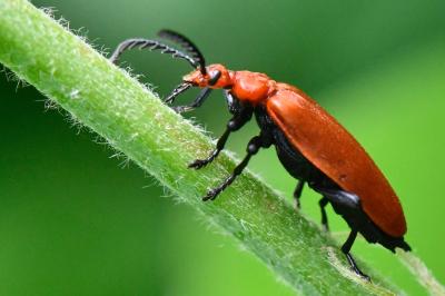 <i>Pyrochroa serraticornis</i>