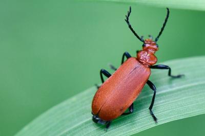 <i>Pyrochroa serraticornis</i>