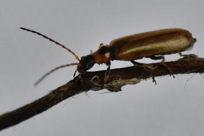 <i>Rhagonycha nigriventris</i>