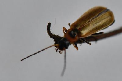 <i>Rhagonycha nigriventris</i>