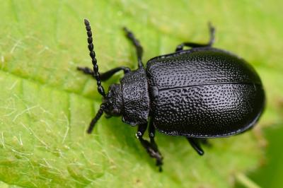 <i>Galeruca luctuosa</i>