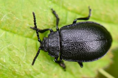 <i>Galeruca luctuosa</i>