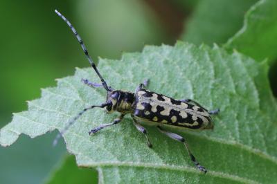 <i>Saperda scalaris</i>