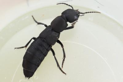 <i>Ocypus olens</i>