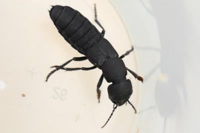 <i>Ocypus olens</i>