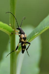 <i>Rutpela maculata</i>