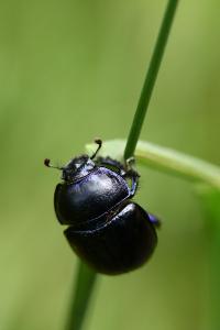 <i>Anoplotrupes stercorosus</i>
