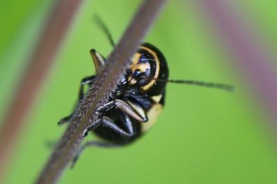 Cryptocephalus moraei