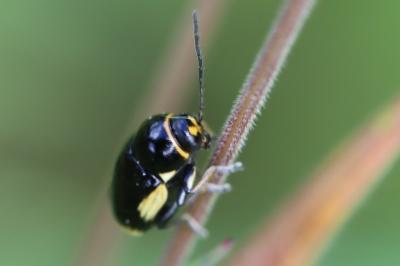 <i>Cryptocephalus moraei</i>