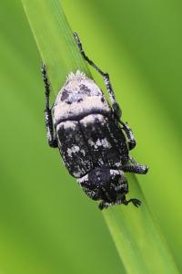 <i>Valgus hemipterus</i>
