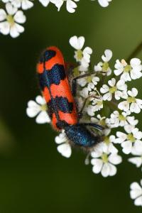 <i>Trichodes alvearius</i>