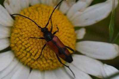 <i>Stenurella bifasciata</i>