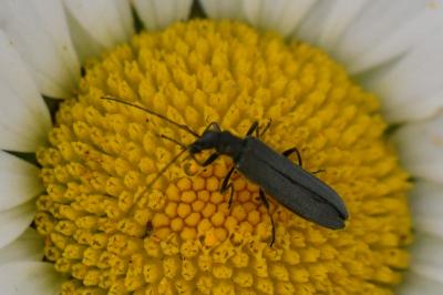 <i>Oedemera nobilis</i>