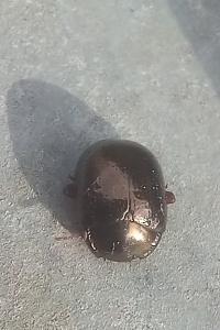 <i>Chrysolina bankii</i>