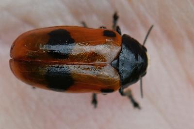 <i>Clytra laeviuscula</i>