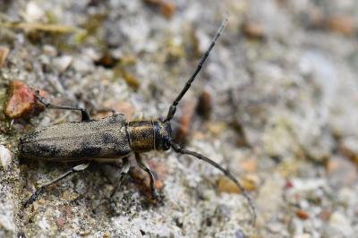 <i>Phytoecia nigricornis</i>