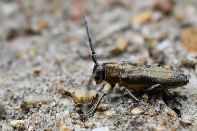 <i>Phytoecia nigricornis</i>