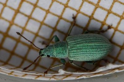 <i>Polydrusus planifrons</i>