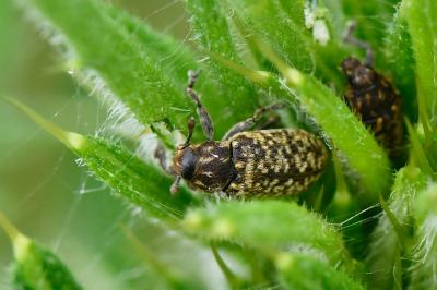 <i>Rhinocyllus conicus</i>