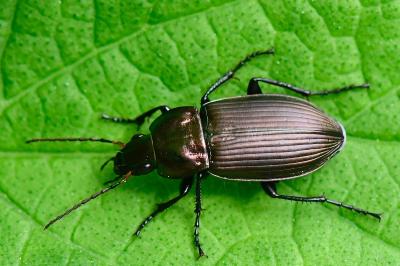 <i>Poecilus cupreus</i>