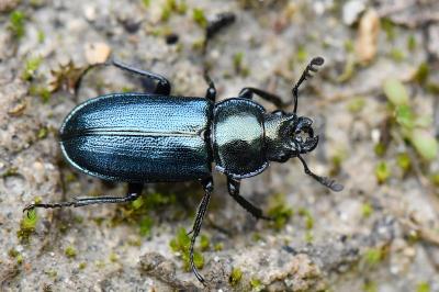 <i>Platycerus caraboides</i>