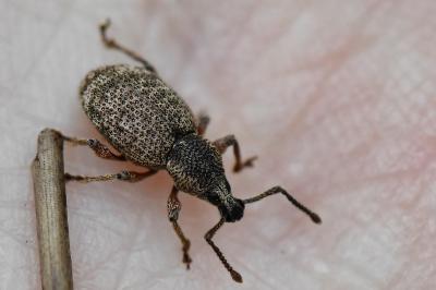 <i>Otiorhynchus singularis</i>