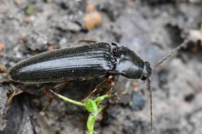 <i>Melanotus villosus</i>