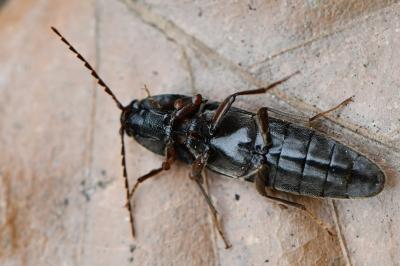 <i>Melanotus villosus</i>