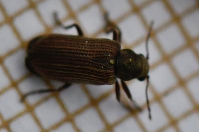 <i>Grynobius planus</i>