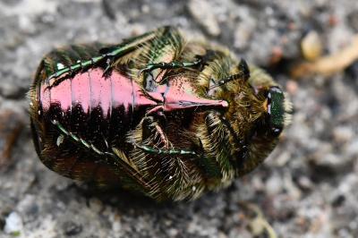 <i>Cetonia aurata</i>