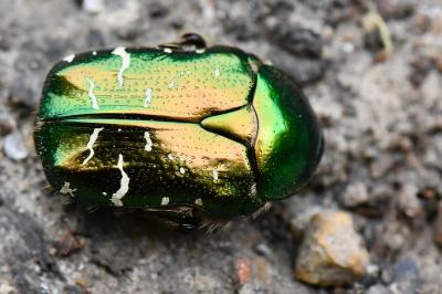 <i>Cetonia aurata</i>