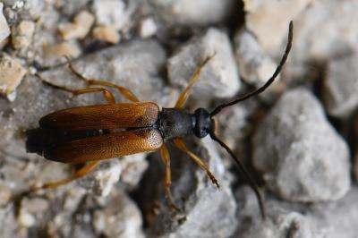 Alosterna tabacicolor