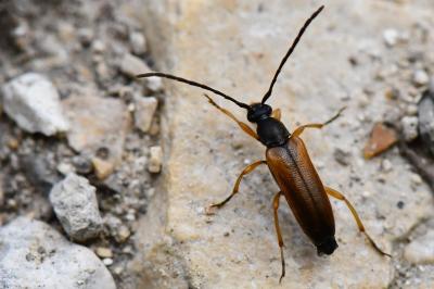 <i>Alosterna tabacicolor</i>