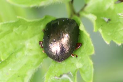 <i>Chrysolina bankii</i>