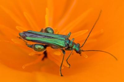 <i>Oedemera nobilis</i>