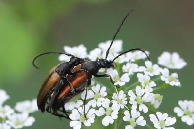 <i>Stenurella melanura</i>