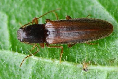 <i>Athous campyloides</i>