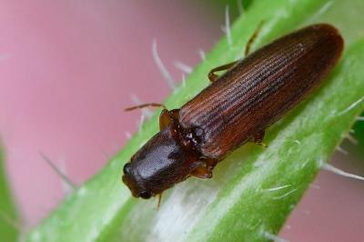 <i>Athous campyloides</i>